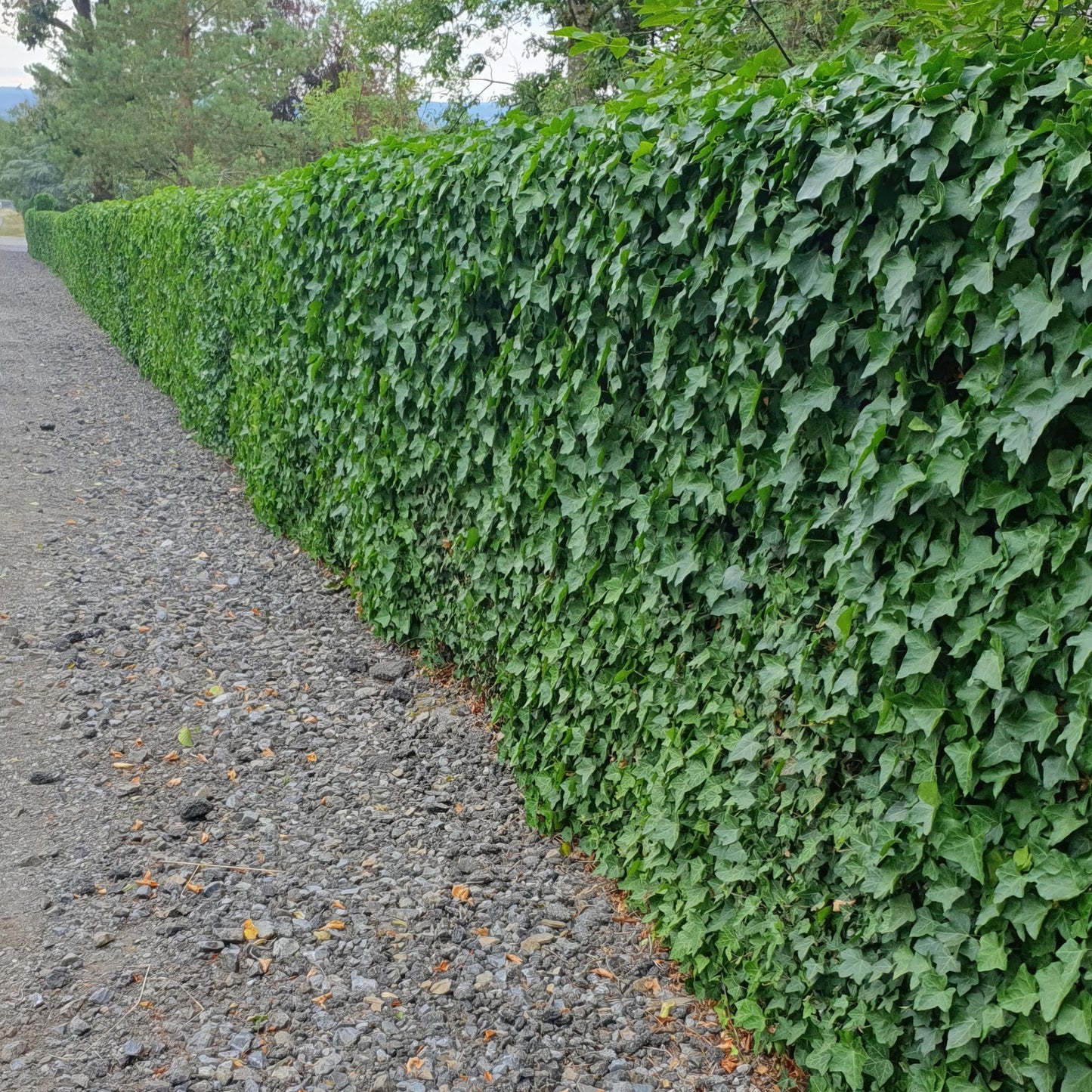12x Ivy (Hedera Hibernica) - ↕10-25cm - Ø9cm