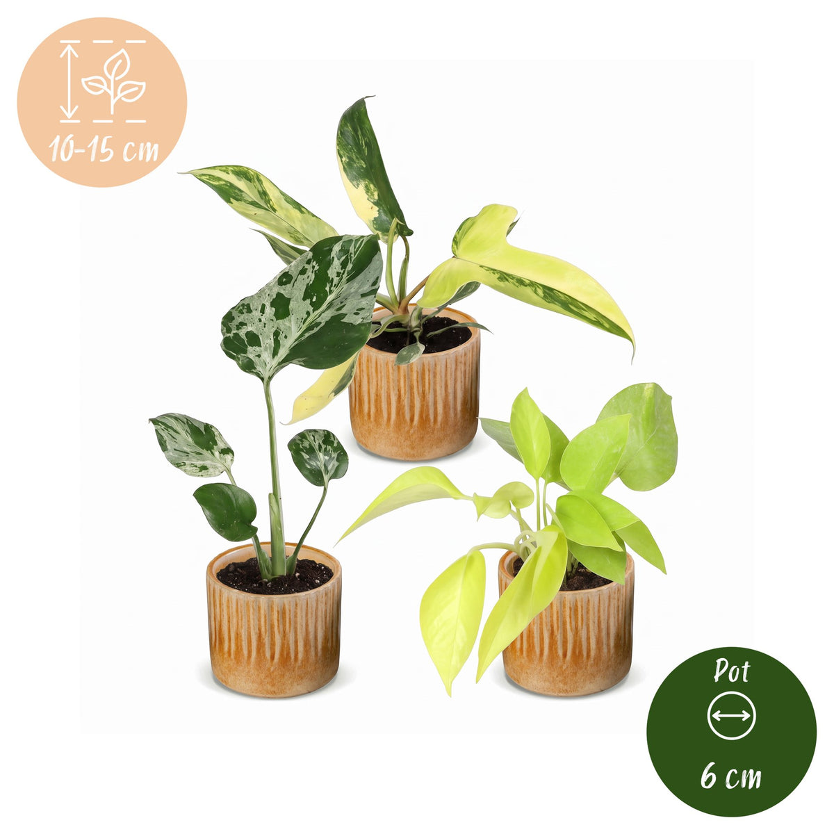 3x Baby Tropical Mix - Diversen - Tropisch - incl. Linnea Honey - Ø6cm - ↕10-15cm