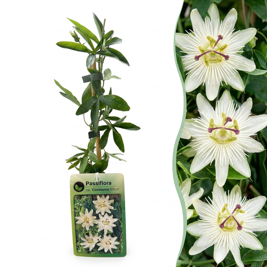 6x Passiflora ca. 'Constance Elliott' - Passionsblume 'Constance Elliott' - Weiß - Kletterpflanze - Ø9cm - ↕35cm