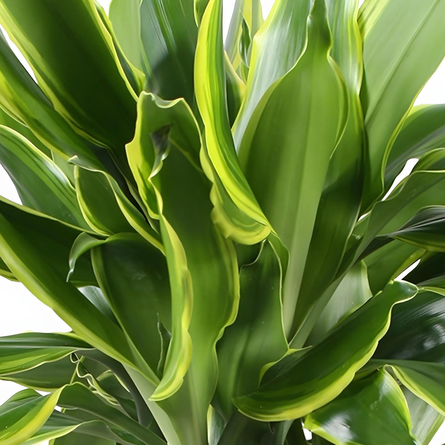 Green BoutiQ - Green is... Houseplants - Dracaena fragrans Golden Coast - Dragon Blood Tree - Low maintenance - with basket - Green - 2 Plants - Pot 17cm - Height 50-55cm