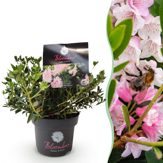 Green boutiQ - Dwerg Rhododendron - Rhododendron Bloombux Light Pink - Bloeiende Buxus - Weinig Onderhoud - Licht Roze Bloem - 1 Plant - Pot 17cm - Hoogte 30-40cm