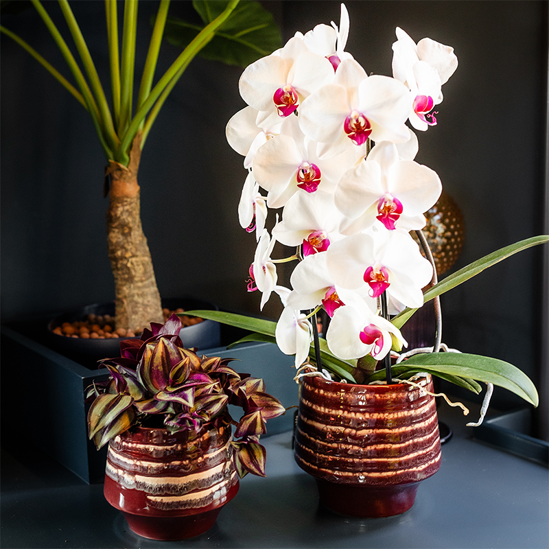 Hummingbird Home | Vaso decorativo Moonstone Burgundy - Ø12cm