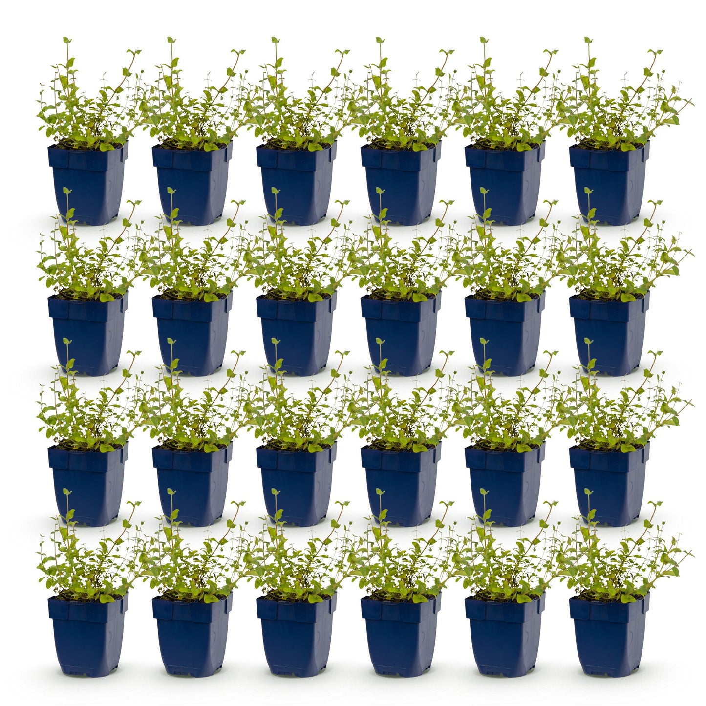 Vasteplant - Nepeta rac. Grog - Kattenkruid - Bijen- en vlinderlokkers - Blauw - 24 Planten - Pot 11cm - Hoogte 15-25cm
