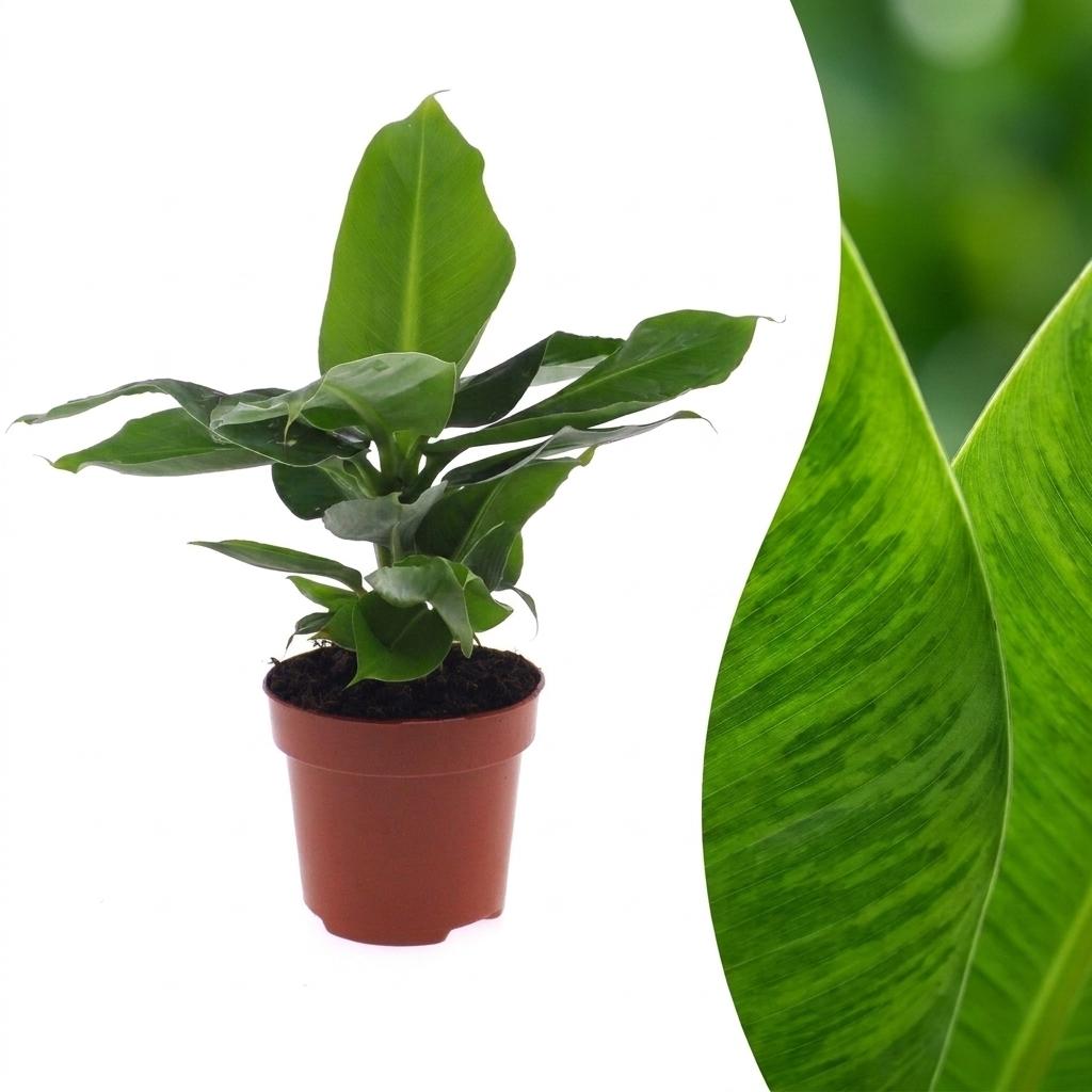 Musa Oriental Dwarf - Dwarf Banana - 1 Plant - Pot 12cm - Height - 30cm