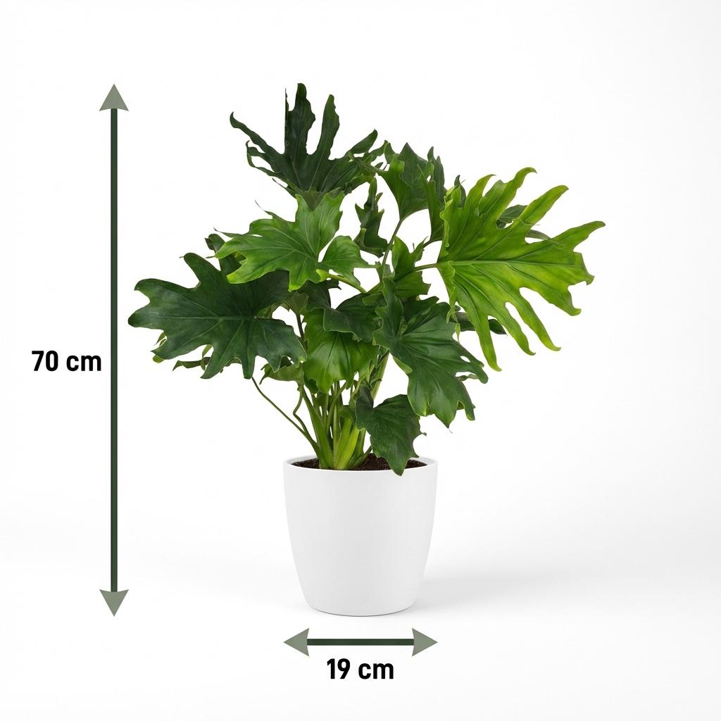 Green boutiQ - Indoor Plant - Philodendron - Philodendron Lickety split - Green - Low Maintenance - 1 Plant - with White Pot - Pot 19cm - Height 70cm
