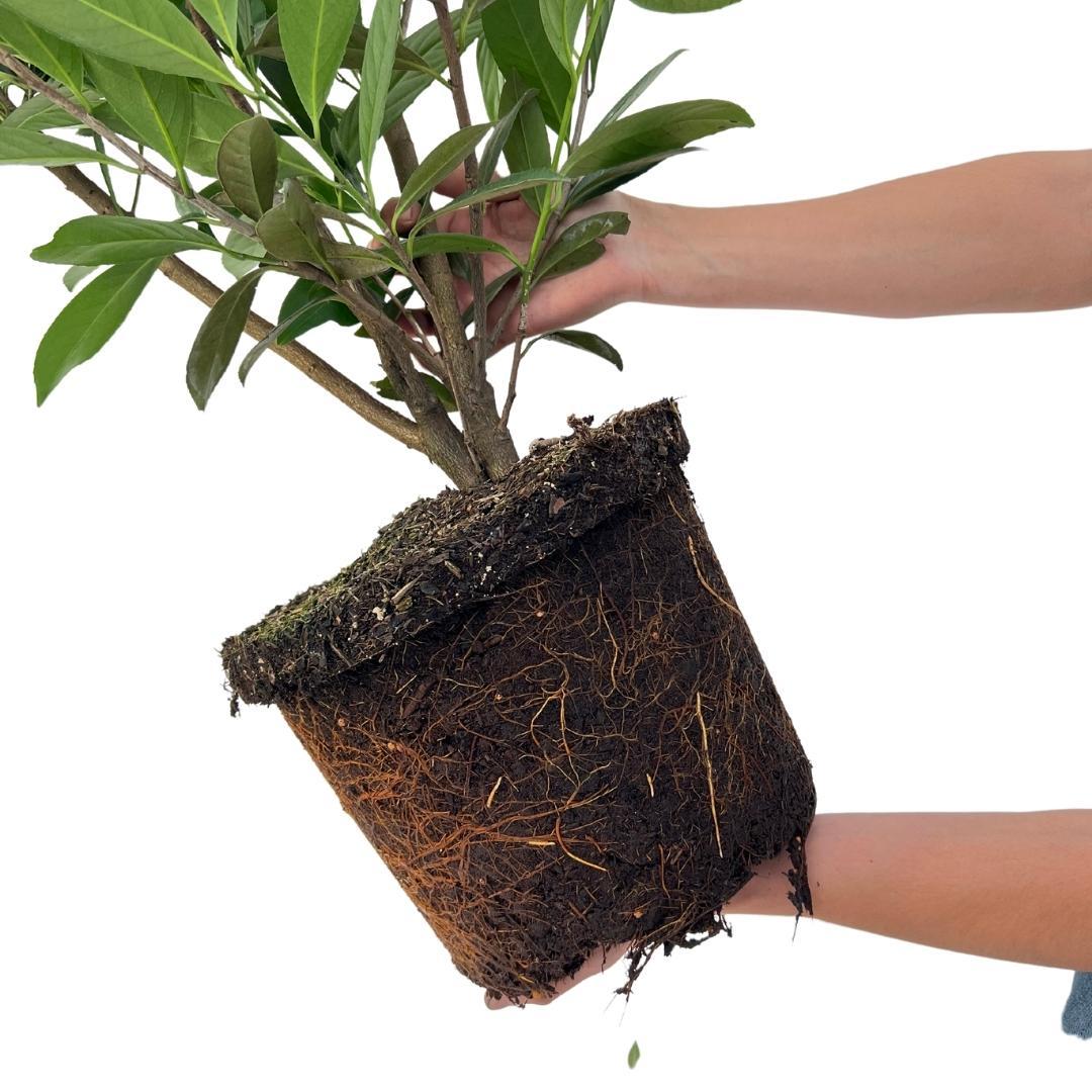 Lauroceraso caucasica per 10 metri lineari di siepe - 12L - 25 x | ↨ 100-125 cm