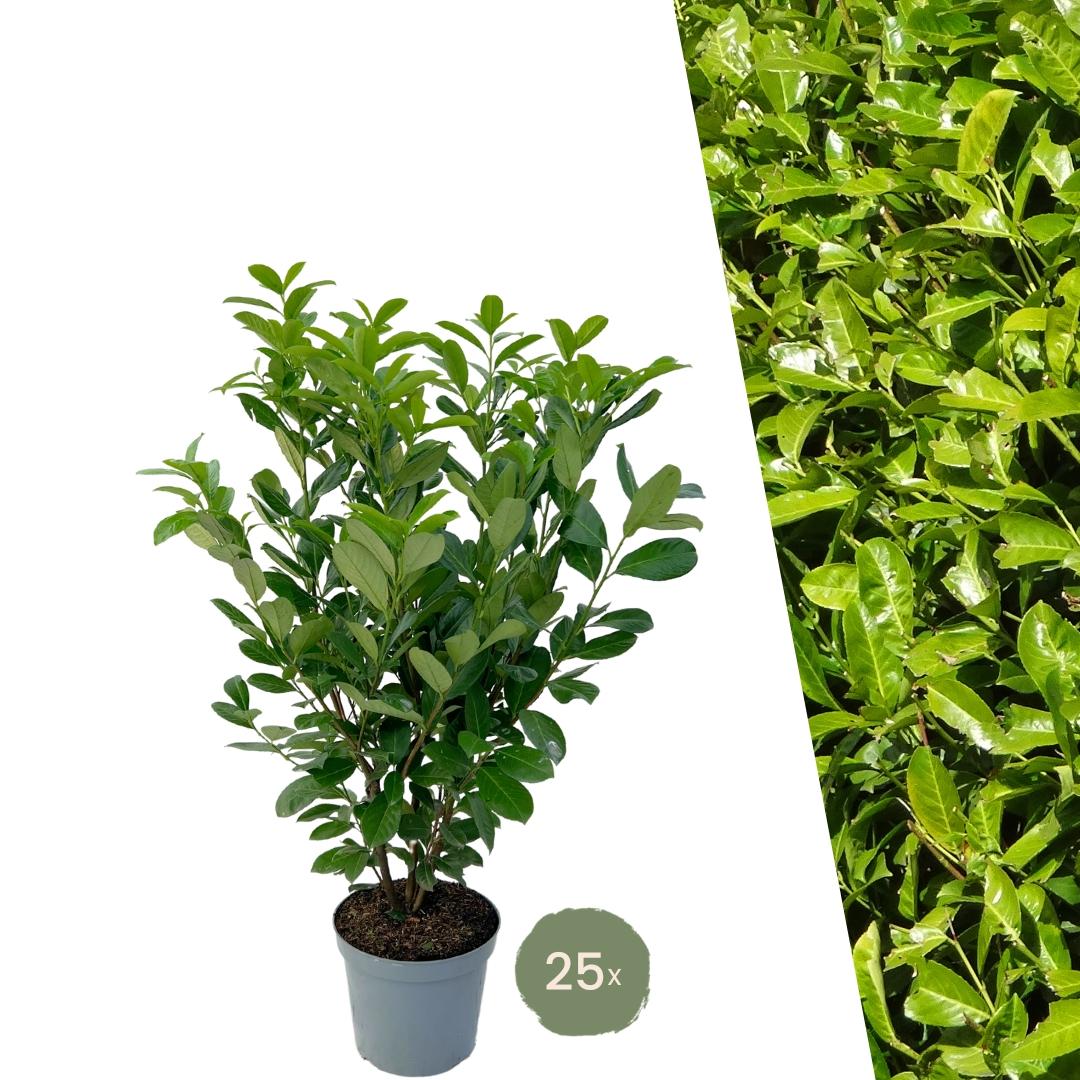 Large Cherry Laurel Plants Rotundifolia for 10 linear metres of hedge length | - 12L - 25 x | ↨ 100-125 cm