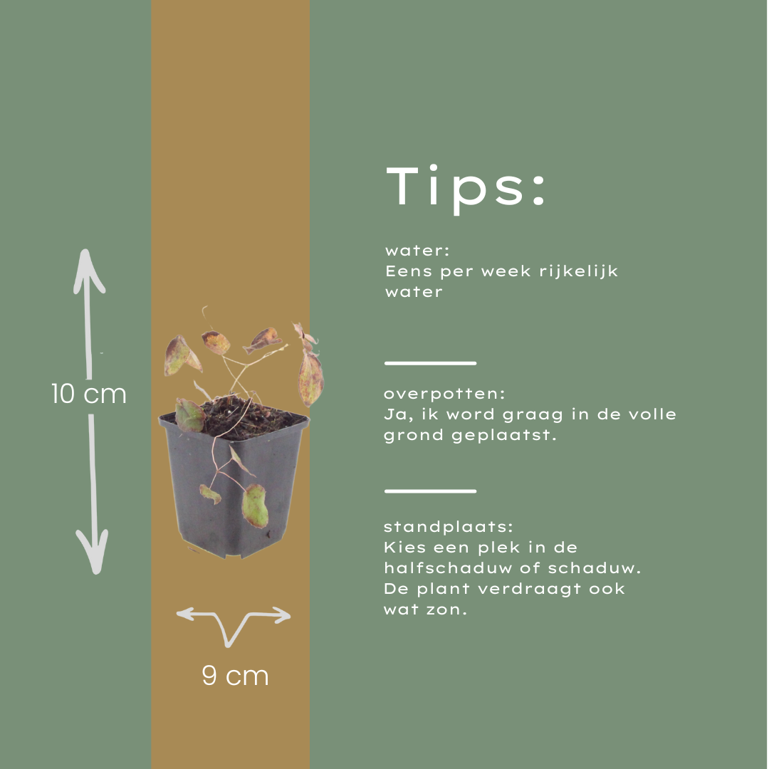 60x Epimedium rubrum - ↕10-25cm - Ø9cm