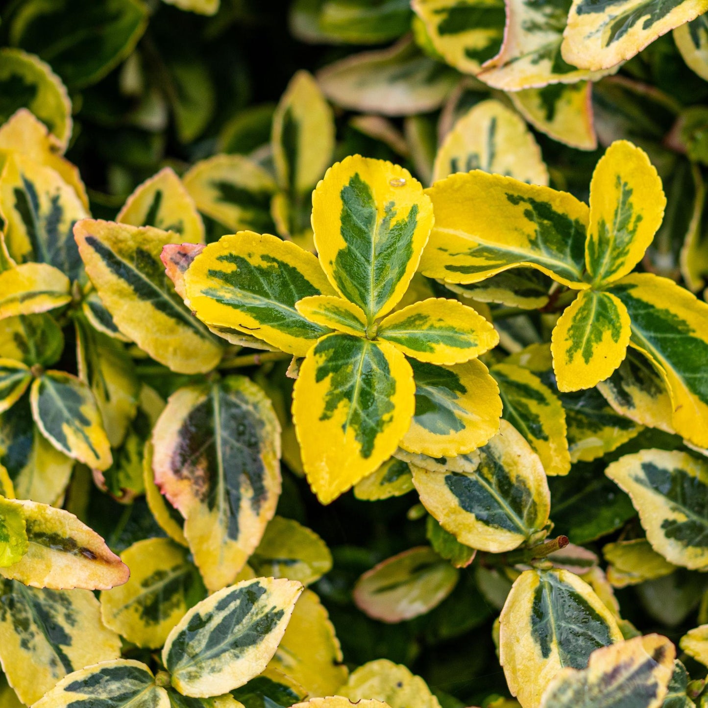 Green boutiQ - Plant op Stam - Euonymus fortunei Emerald n Gold - Terras Plant - Bladhoudend - Winterhard - Groen-Geel Blad - Pot 19cm Hoogte 90cm