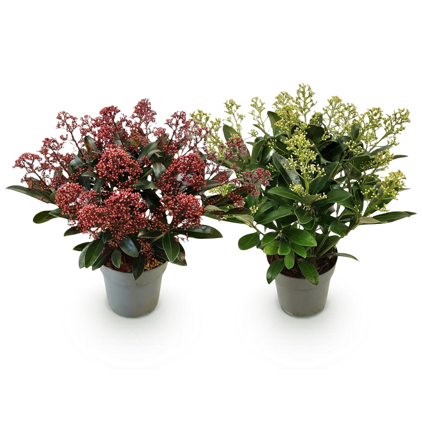 Terrasplant - Skimmia japonica Duo - Bloem Wit & Rood - 15+ Bloemen - 2 Planten - Winterhard - Pot 15cm Hoogte 30cm
