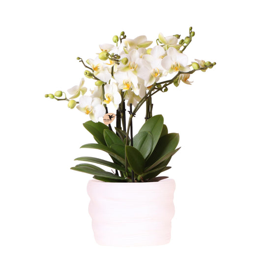 Kolibri Orchids | White orchid Lausanne 12cm in Como pot incl. water reservoir