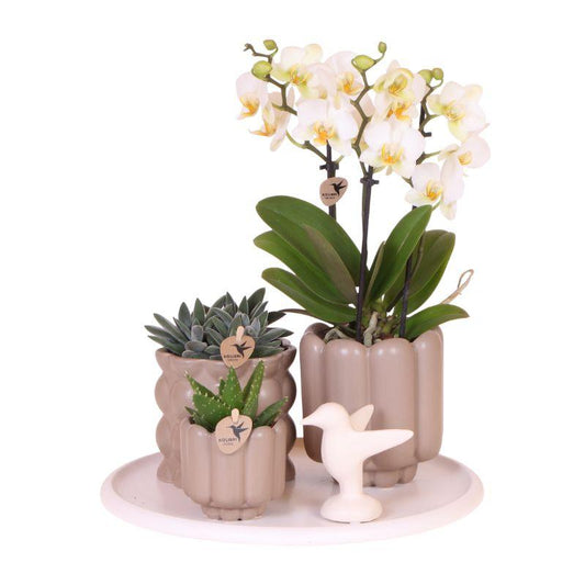 Kolibri Orchids | Set regalo Slow Living | Piante verdi con orchidea Phalaenopsis bianca Losanna in vasi decorativi in ​​ceramica beige su un vassoio bianco