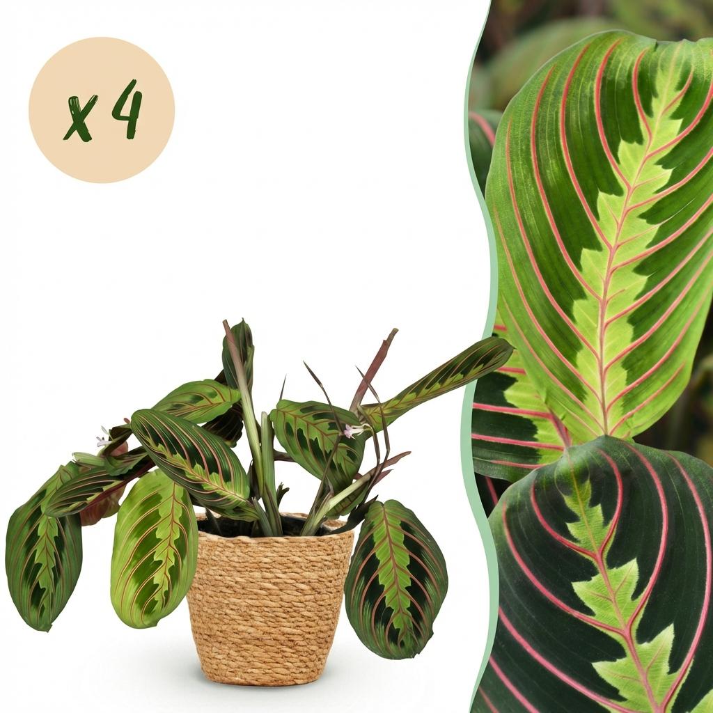 Green boutiQ - Houseplant - Maranta Fascinator Tricolour - Prayer Plant - Pet-Friendly Plant - Green - 4 Plants - with Basket - Pot 12cm - Height 25cm