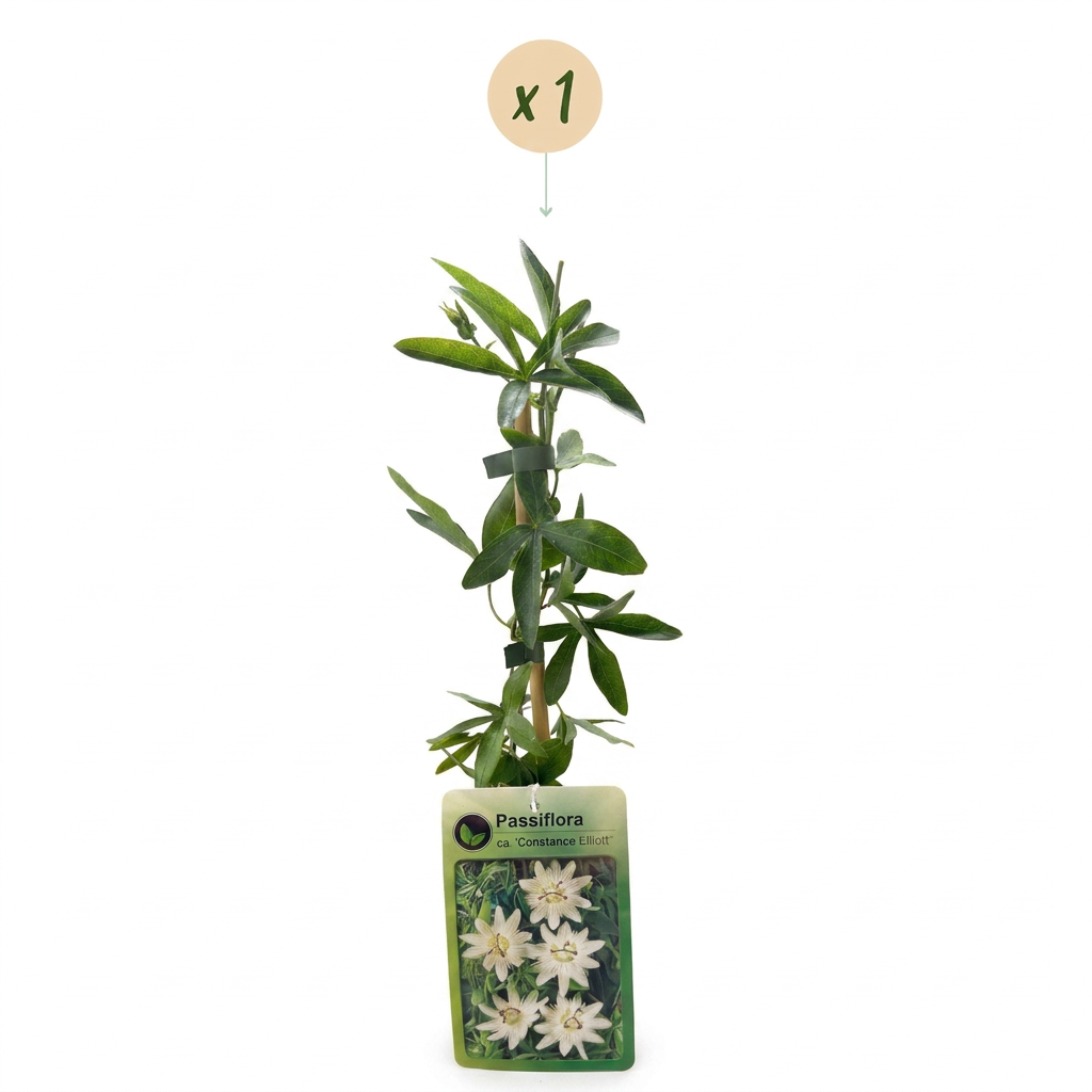 Passiflora ca. 'Constance Elliott' - Passion flower 'Constance Elliott' - White - Climbing plant - Ø9cm - ↕35cm