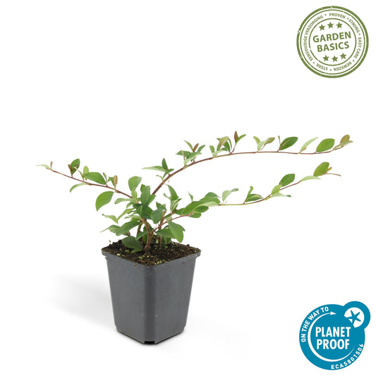 48x Cotoneaster dam. 'Major' - ↕25cm - Ø9cm