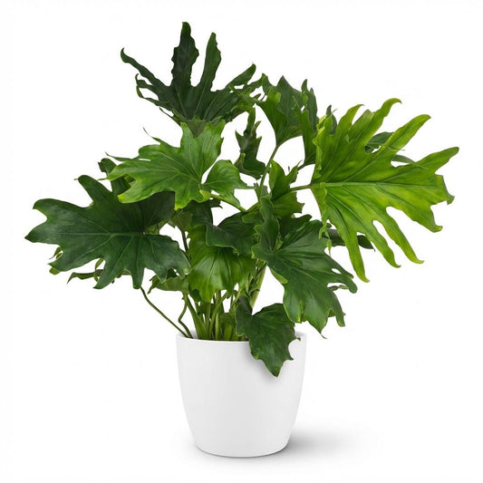 Green boutiQ - Indoor Plant - Philodendron - Philodendron Lickety split - Green - Low Maintenance - 1 Plant - with White Pot - Pot 19cm - Height 70cm