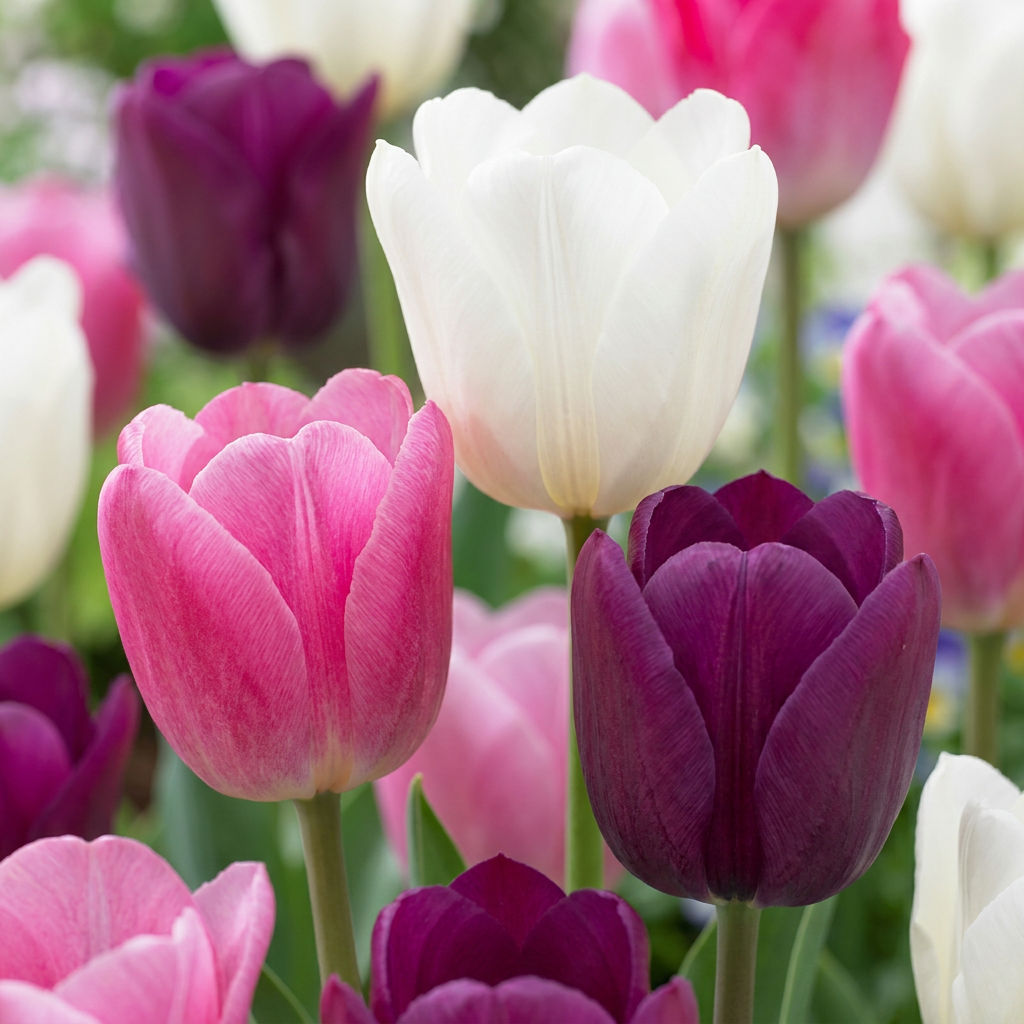 96x Tulipa Pastel mix - Pastel tulp mix - Diversen - Voorjaarsbloeier - Bolmaat 11/12
