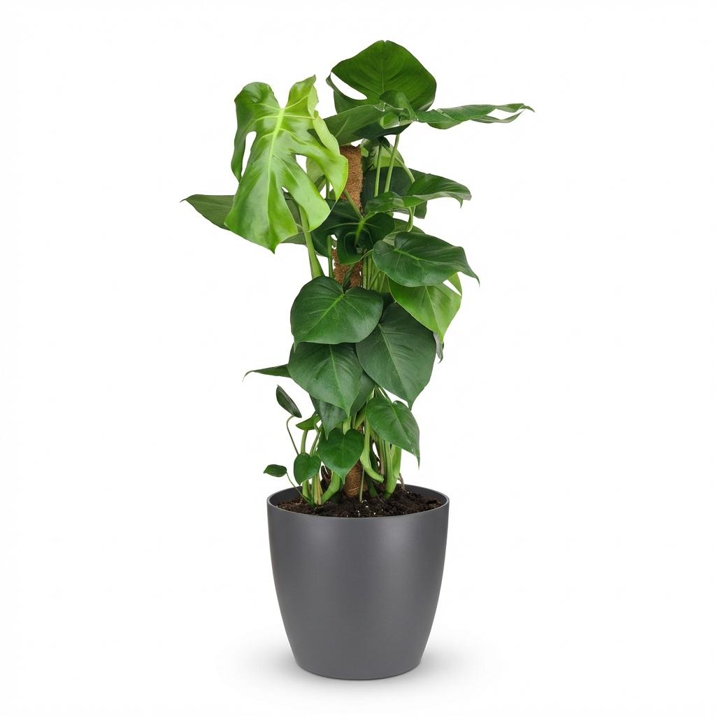 Green boutiQ - Indoor plant - Swiss Cheese Plant - Monstera Deliciosa moss pole - Green - Low maintenance - 1 Plant - with Potter Grey - Pot 19cm - Height 90cm