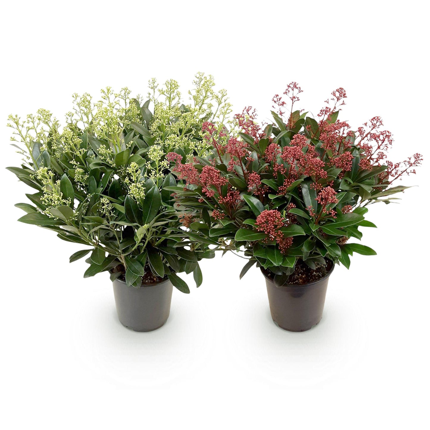 Patio Plant - Skimmia japonica Duo - White & Red Flowers - 40+ Flowers - 2 Plants - Winter Hardy - Pot 19cm Height 60cm