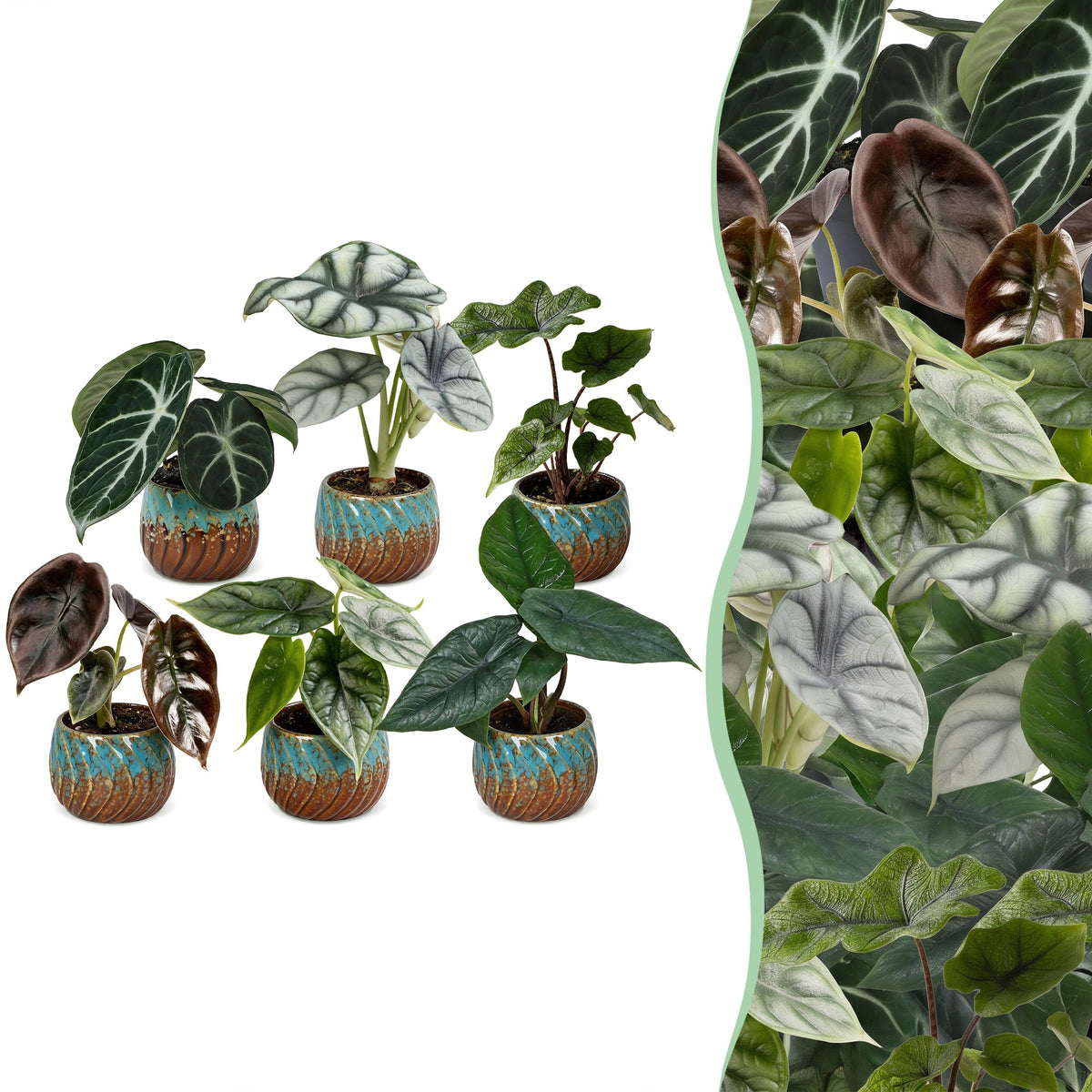 6x Baby Alocasia Family - Red - Green - Black - Silver - Grey - Tropical - incl. Copper Reef - Ø6cm - ↕12cm