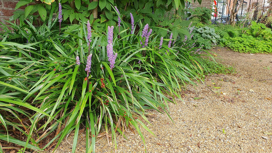48x Liriope muscari 'Ingwersen' - ↕10-25cm - Ø9cm