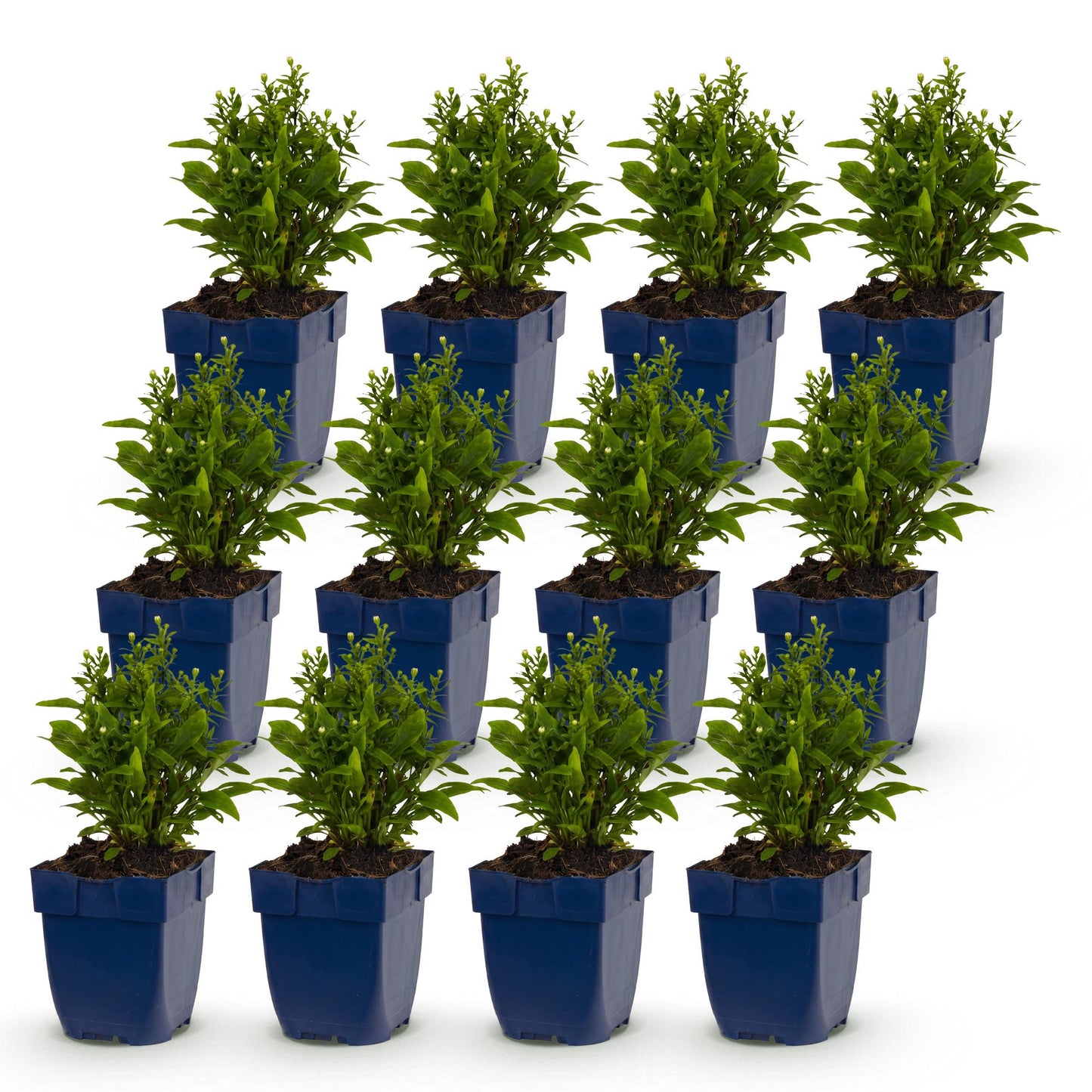 Vasteplant - Aster Tricolour - Zee Aster - Bijen en Vlinderlokkers - Paars - Roze - Wit - 12 Planten - Pot 11cm - Hoogte 15-25cm