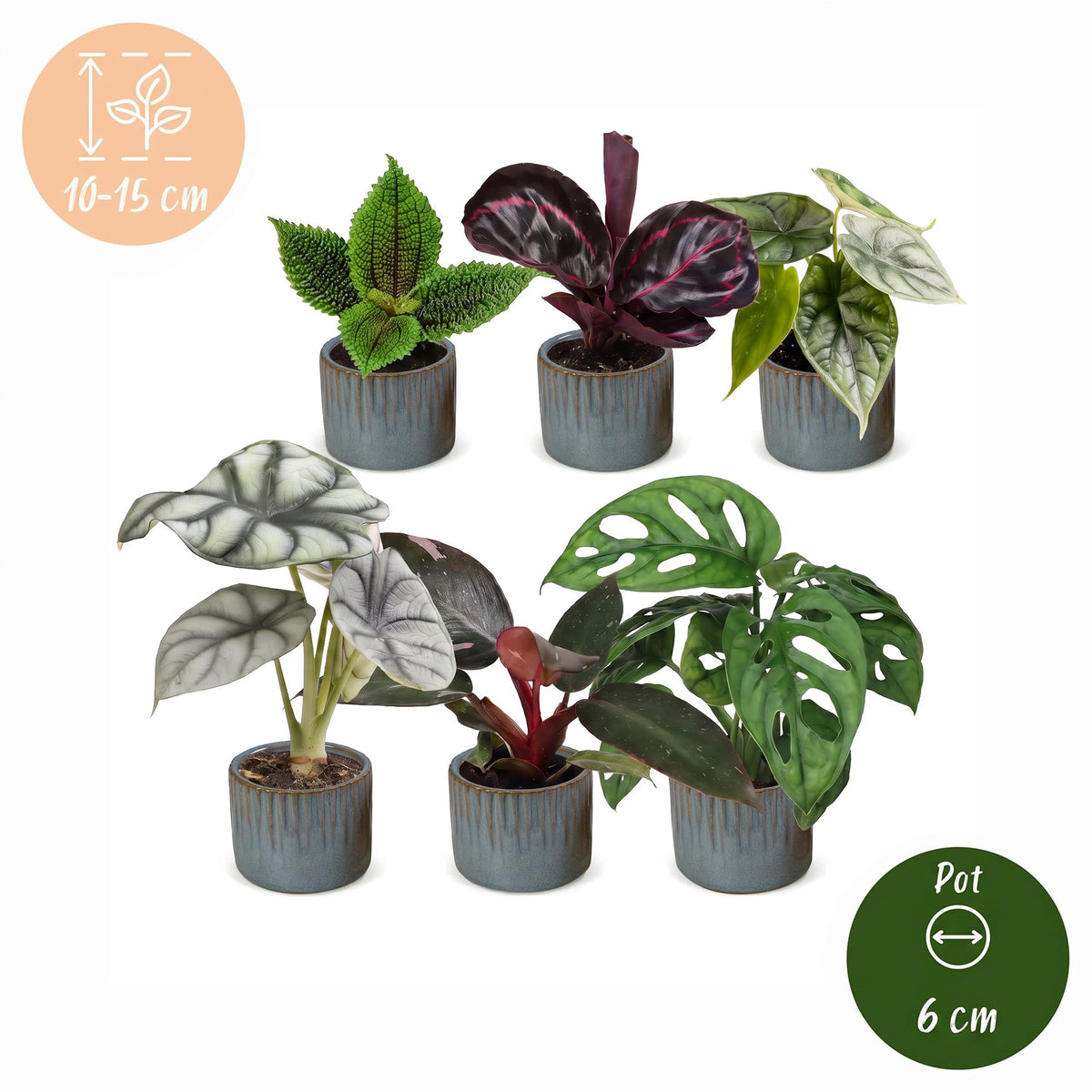 6x Baby Jungle Mix - Vari - Tropicale - incl. Linnea Misty Blue - Ø6cm - ↕10-15cm