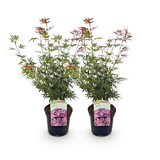 Green boutiQ - Pianta da terrazza - Acero giapponese - Acer palmatum Jerre Swarts - Rosso scuro - 2 piante - Decidua - Vaso 19 cm Altezza 70 cm
