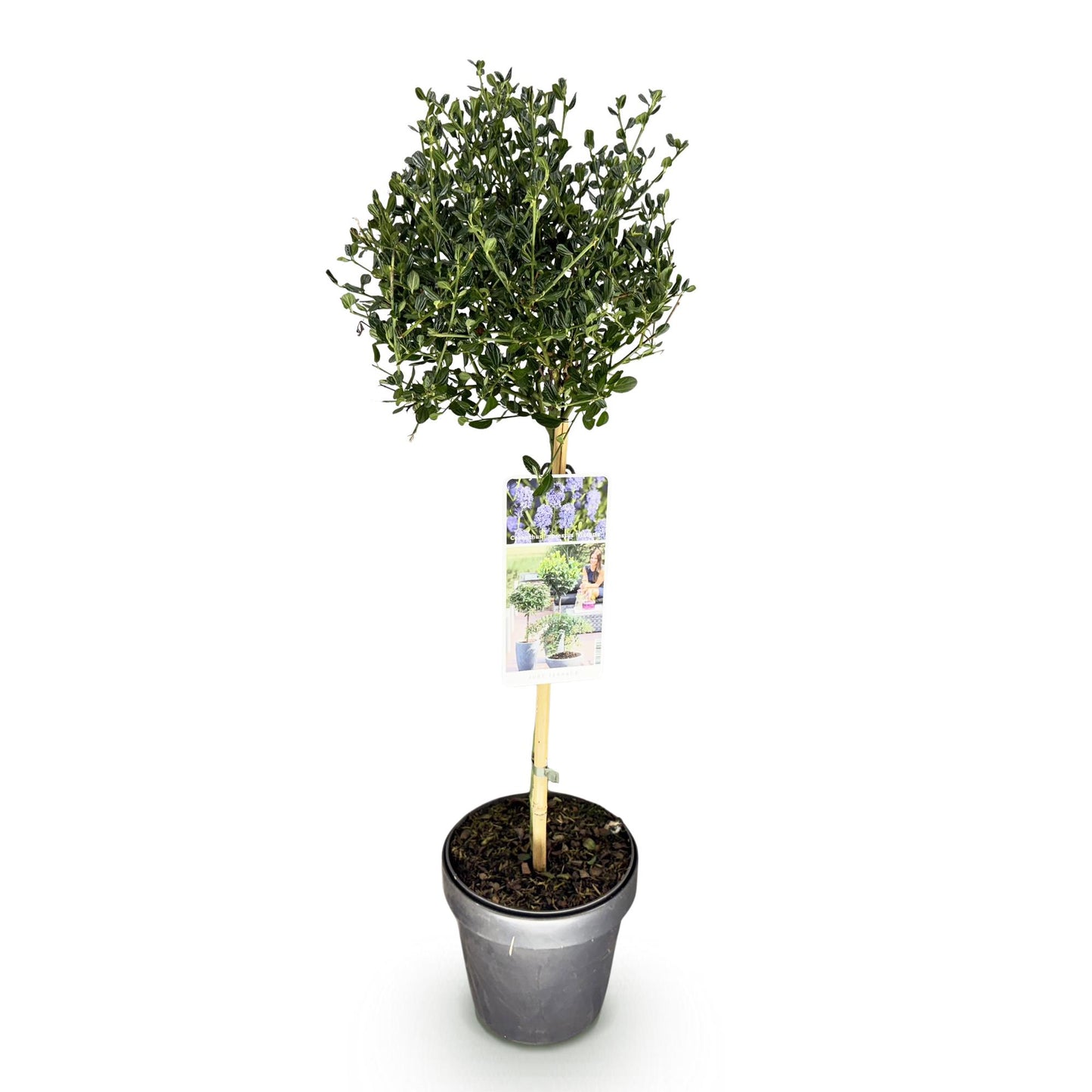 Green boutiQ - Plant on Stem - Ceanothus impressus Victoria - Patio Plant - Evergreen - Winter Hardy - Purple Flower - Pot 19cm Height 90cm