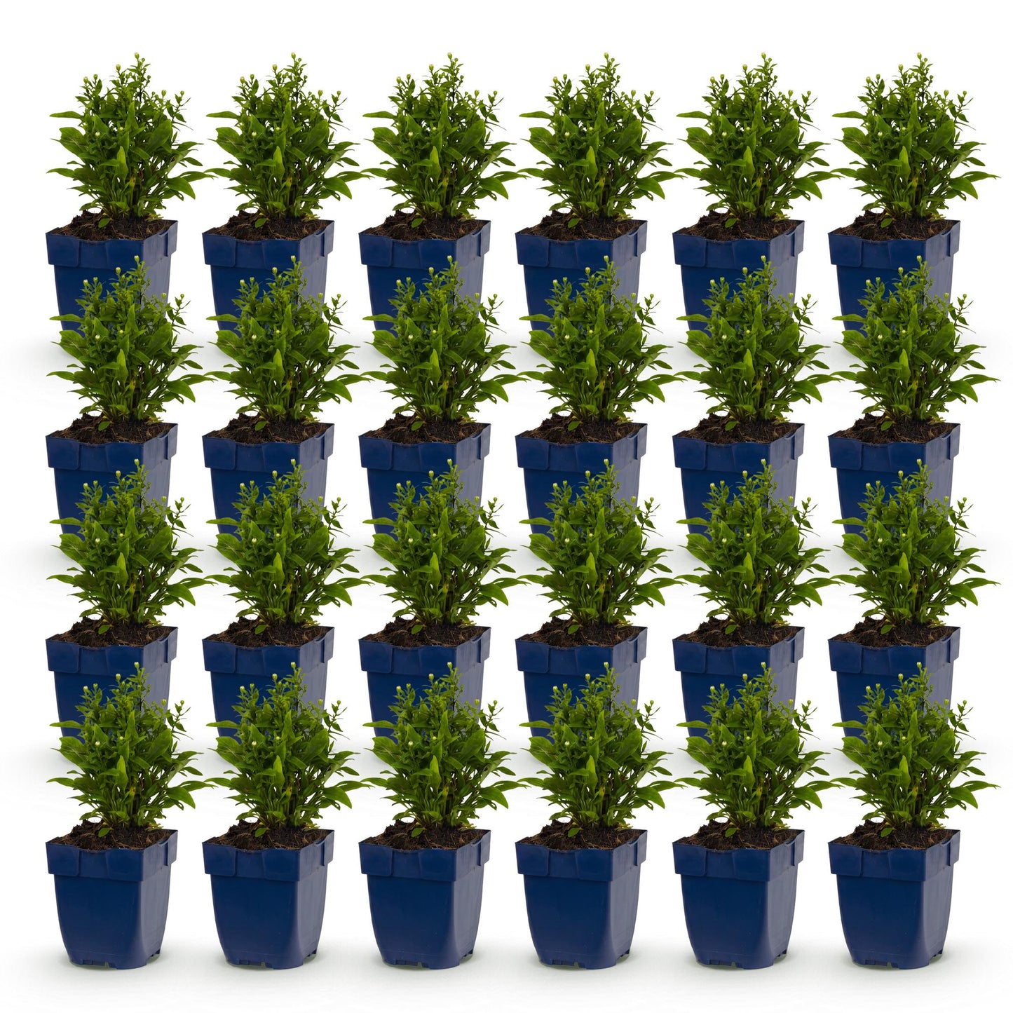 Green boutiQ - Plante vivace - Aster (D) Schneekissen - Aster maritime - Attire les abeilles et les papillons - Blanc - 24 Plantes - Pot 11cm - Hauteur 15-25cm