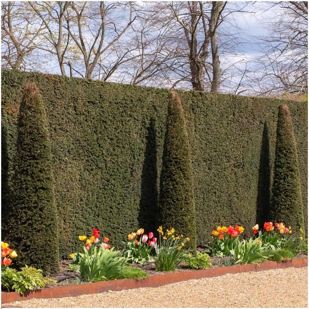 Plants By Frank - 1 meter Yew hedge - Taxus baccata - Set of 6 hardy hedge plants - Evergreen hedge - Delivered freshly from the grower