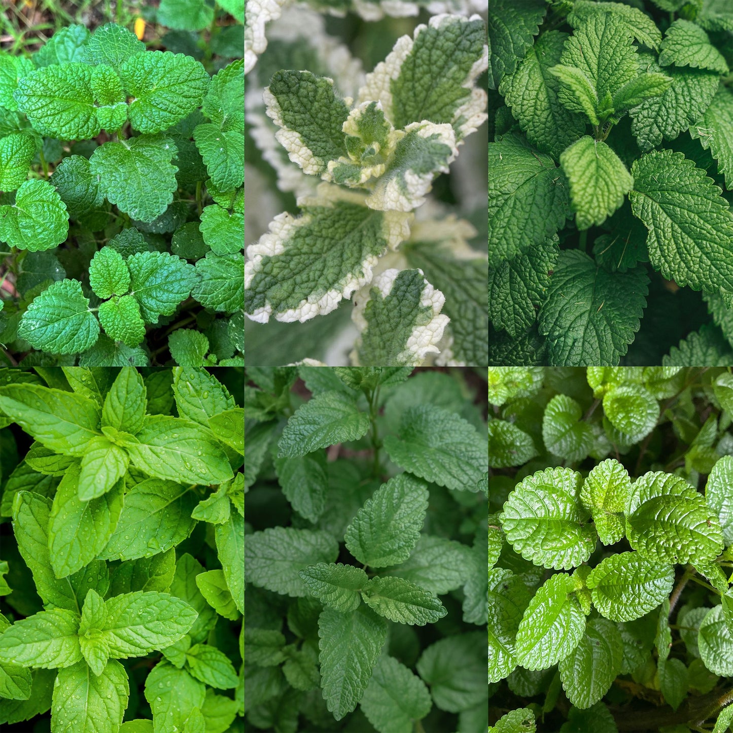 Vasteplant - Borderpakket - Theekruiden - Diversen - Soorten en kleuren - 12 Planten - Pot 11cm - Hoogte 15-25cm