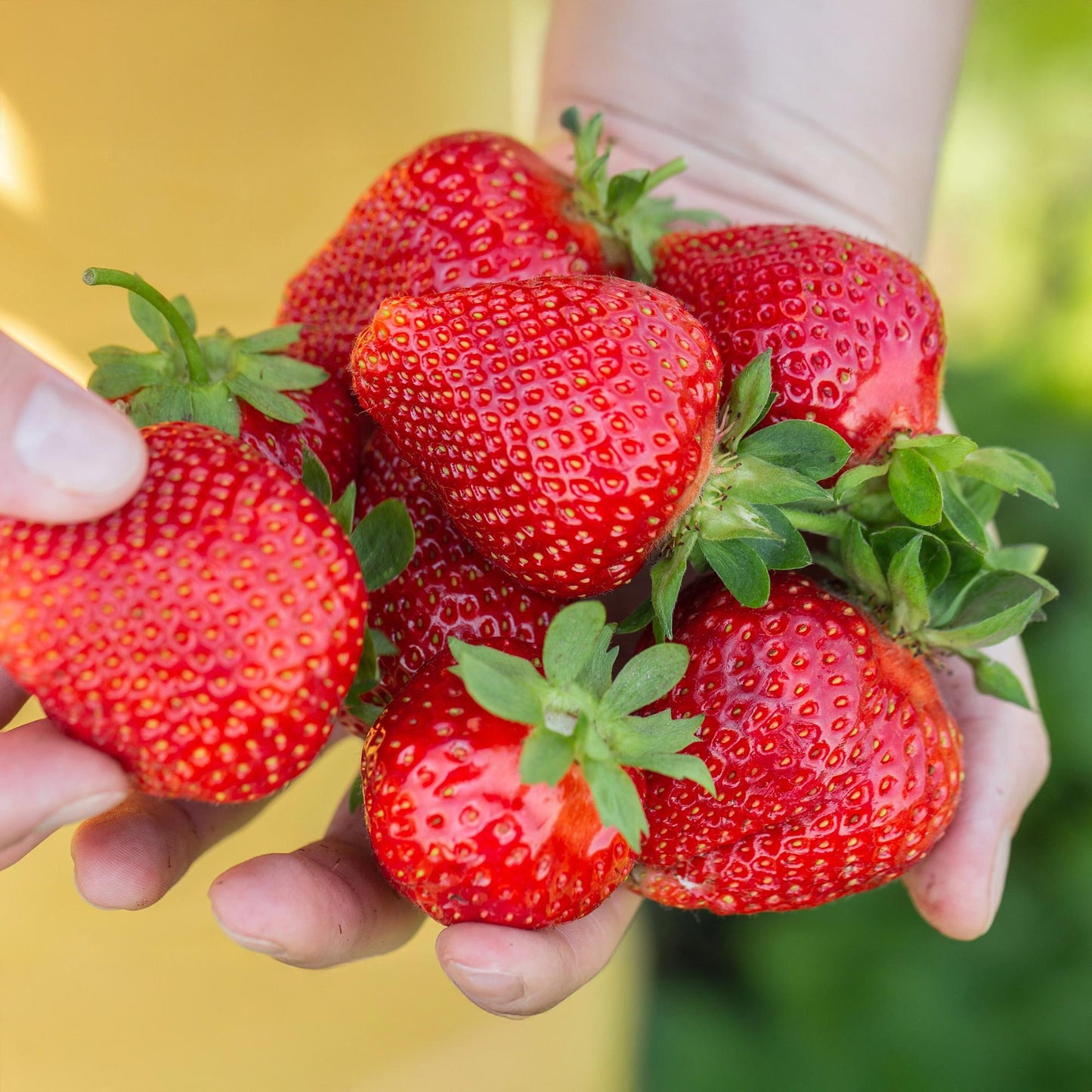 Green boutiQ - Fruit Plants - Strawberry - Fragaria Maxim - Winter Hardy - 3 Plants - 9 cm Pot - Red Strawberry