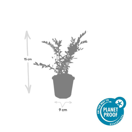 48x Lonicera pileata 'Purple Pearl' - ↕10-25cm - Ø9cm