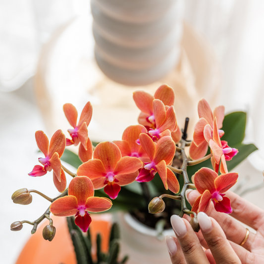 Orchidee colibrì | Vaso decorativo Orchidea arancione Bolzano + Stella Marina - dimensioni vaso Ø9cm | pianta d'appartamento in fiore - fresca dal coltivatore