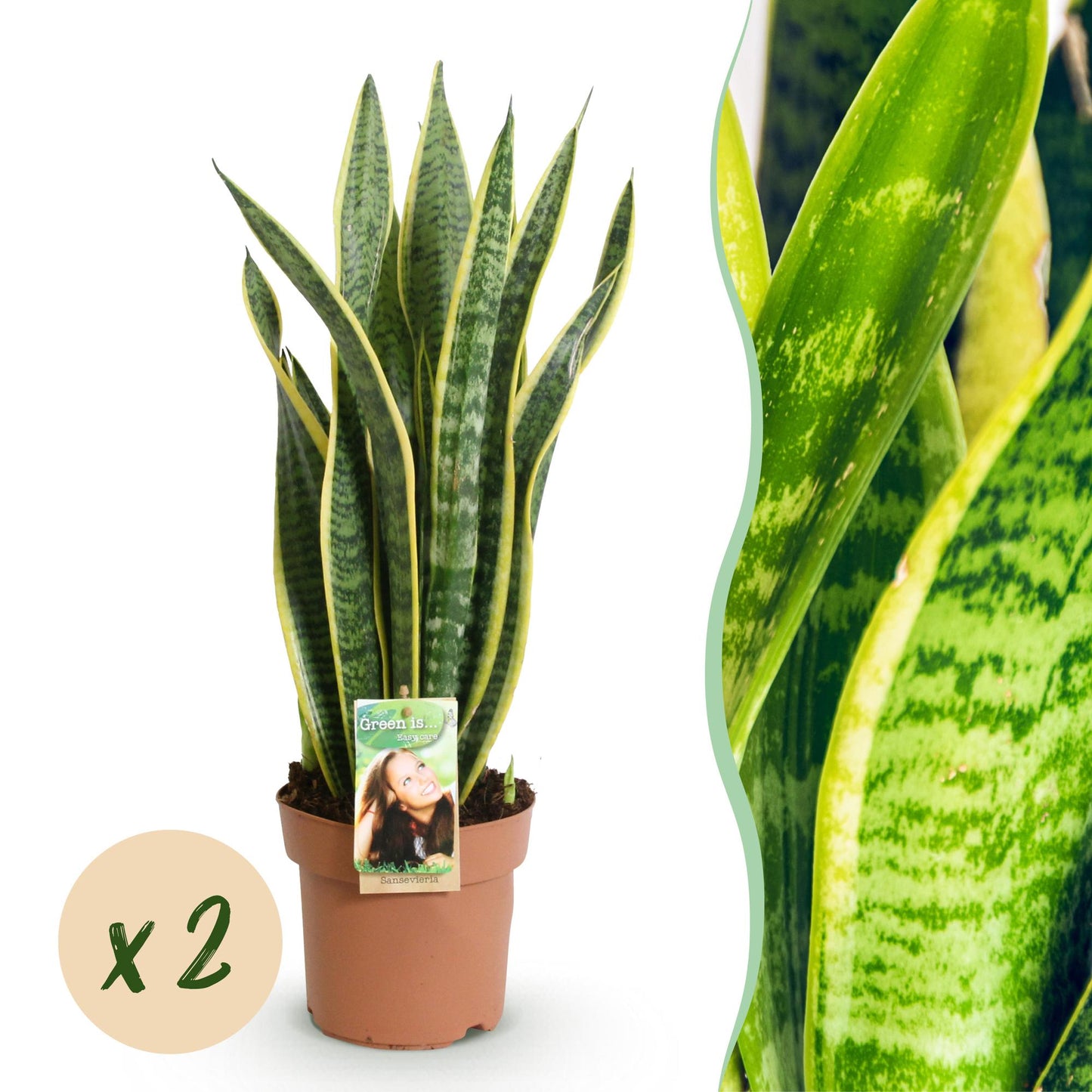 Green BoutiQ - Il verde è... Piante da appartamento - Sanseveria Laurentii - Lingua di suocera - Bassa manutenzione - Verde - 2 piante - Vaso 17 cm - Altezza 60-70 cm