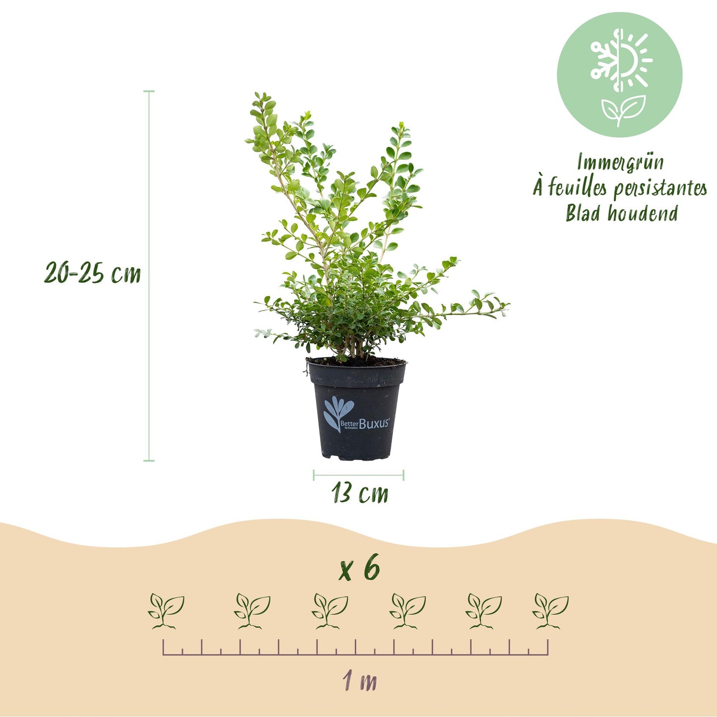 Green boutiQ - Siepe di bosso - BetterBuxus Babylon Beauty - Resistente alla Piralide del Bosso - 12 piante - 2 metri lineari - vaso 13cm altezza 30-35
