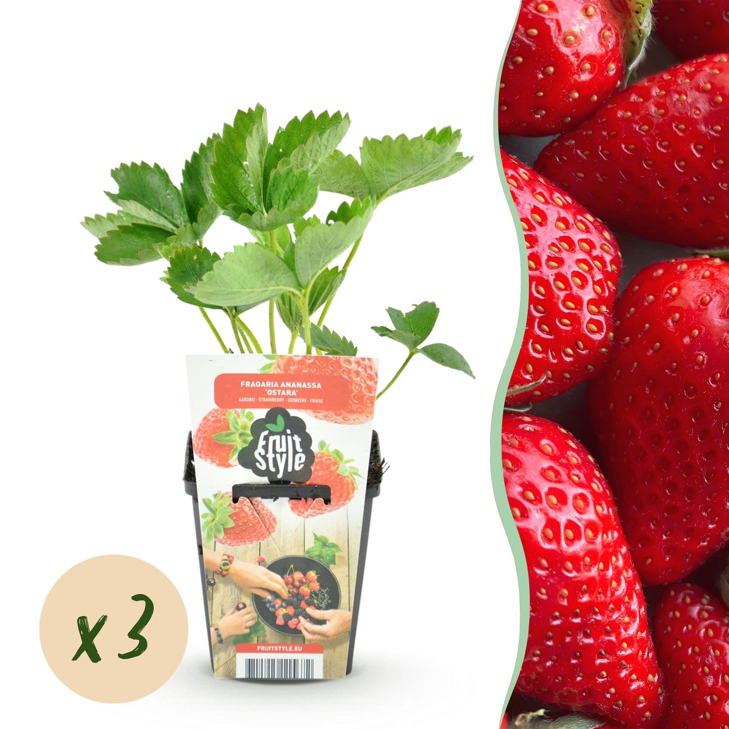 Green boutiQ - Fruit Plants - Strawberry - Fragaria Elsanta - Winter Hardy - 3 Plants - 9 cm Pot - Red Strawberry