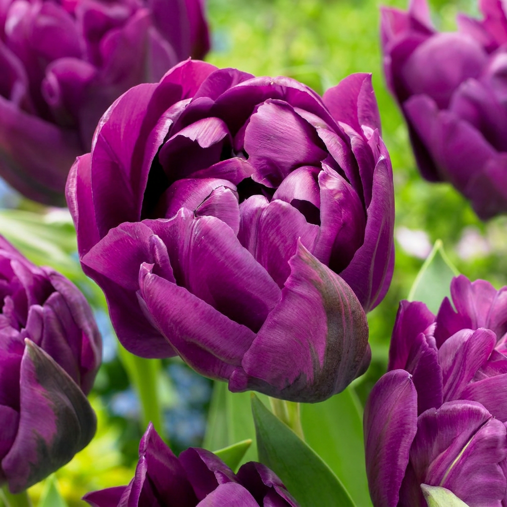 96x Tulipa Double Lilac - Tulipano doppio lilla - Viola - Fioritura primaverile - Misura bulbo 11/12