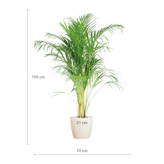 Areca Palm (Dypsis) met Viber wit - 100cm - Ø21