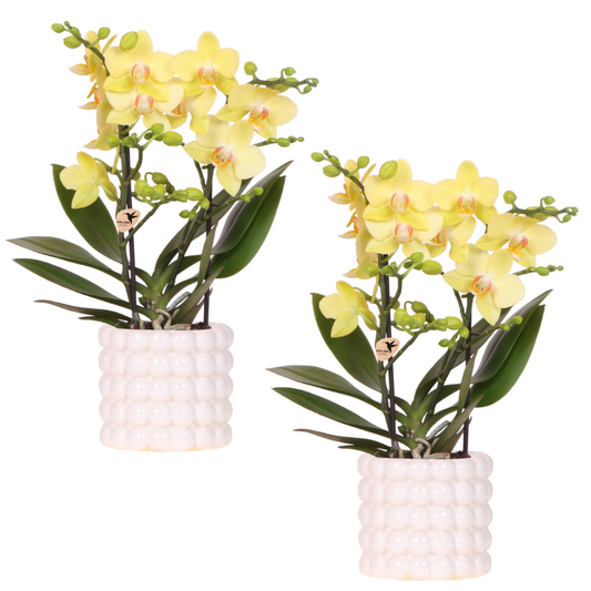 Kolibri Company | Plantenset Poppy White Yellow | Gele Albenga orchidee incl. keramieken sierpotten – potmaat Ø9 cm