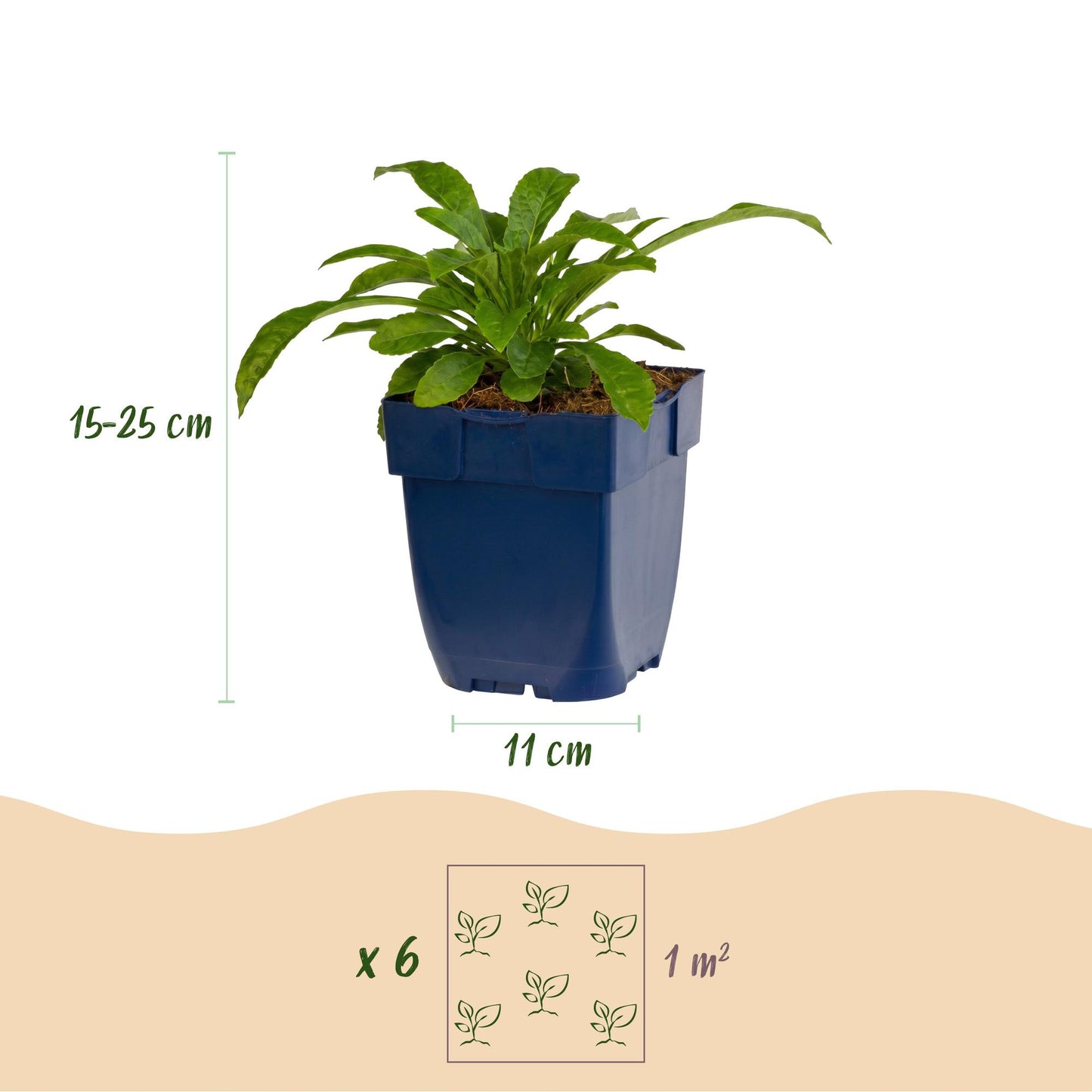 Green boutiQ - Plante vivace - Campanula pers. Alba - Campanule à feuilles de pêché - Attire les abeilles et les papillons - Blanc - 6 Plantes - Pot 11cm - Hauteur 15-25cm