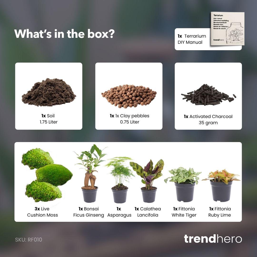 Plant terrarium refill &amp; Starter pack - 5 plants