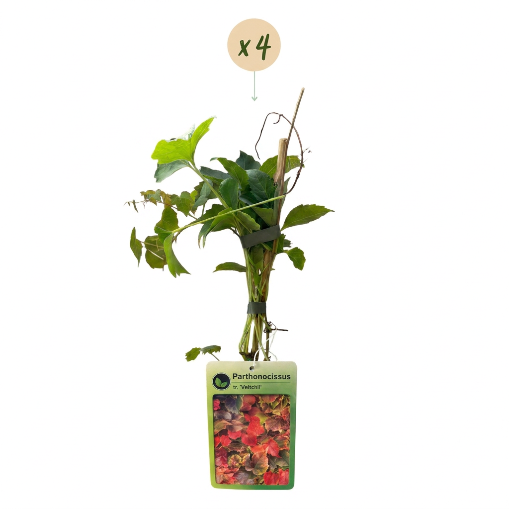 4x Parthenocissus tr. 'Veitchii Boskoop' - Wilde wingerd - Geel - Groen - Klimplant - Ø9cm - ↕35cm