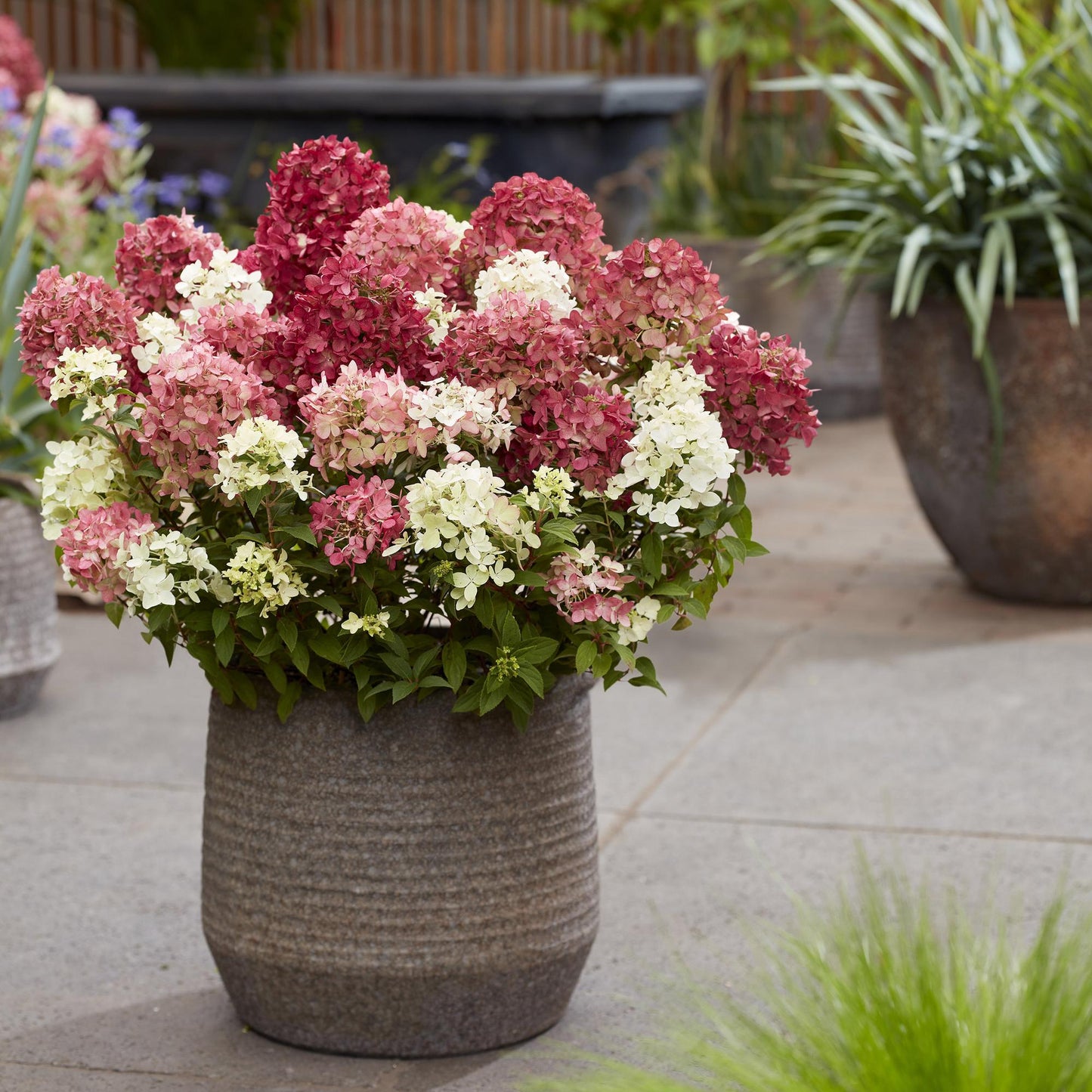 Green boutiQ - Garden Plant - Hydrangea paniculata Groundbreaker Ruby - Panicle Hydrangea - Hardy - Red - 4 Plants - Pot 14cm - Height 20-25cm