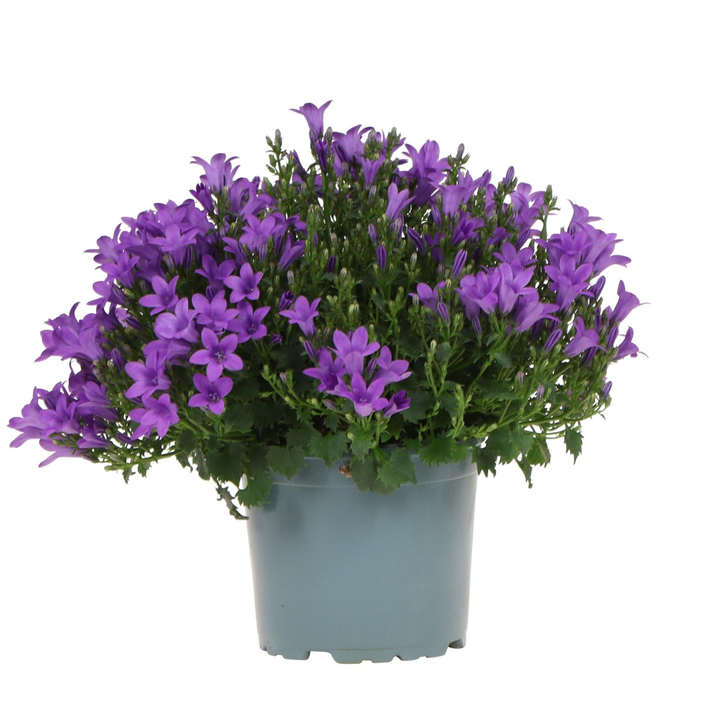 Campanula Addenda - Campanula viola vaso 12cm - pianta perenne - resistente al freddo - Viola