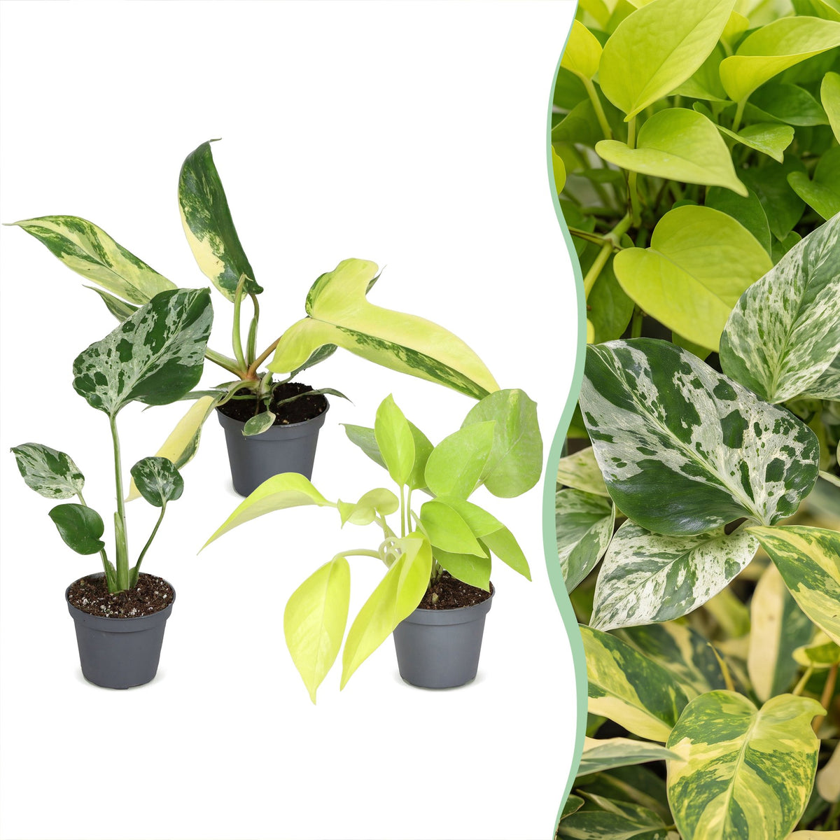 3x Baby Tropical Mix - Diversen - Tropisch - Ø6cm - ↕10-15cm