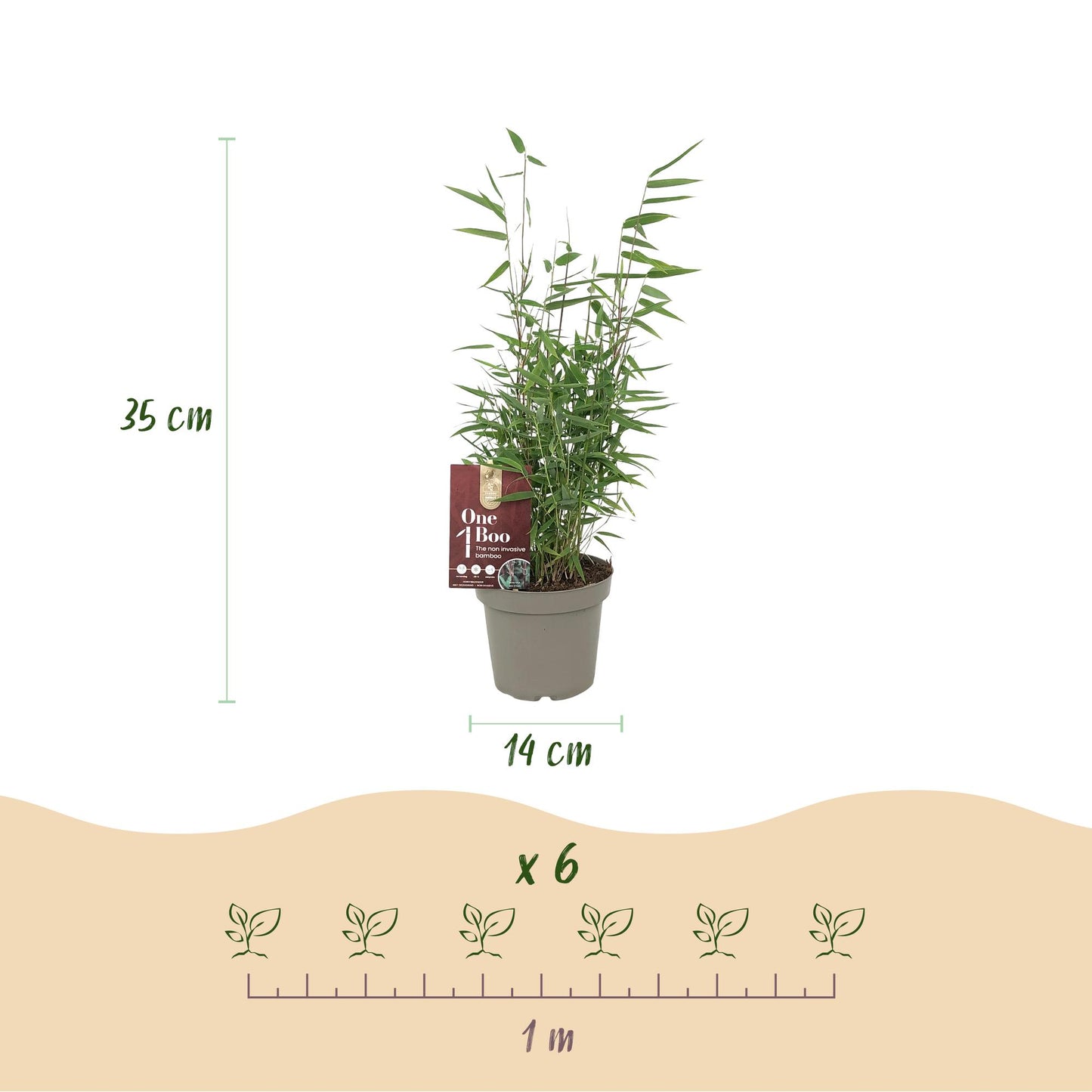 Green boutiQ - Bamboo - Fargesia Red Dragon - Evergreen - Non-invasive - Green - 18 Plants - 14cm Pot - 35cm Height