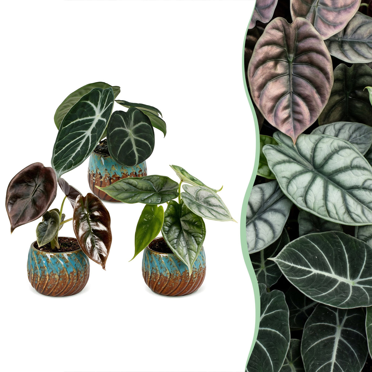 3x Baby Alocasia Tricolour - Red - Green - Black - Tropical - incl. Copper Reef - Ø6cm - ↕12cm