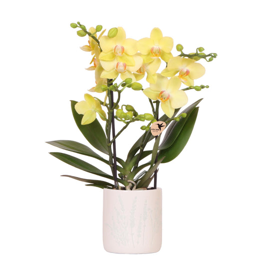 Orchidee Colibrì | Orchidea di Albenga Gialla + Vaso decorativo floreale azzurro - dimensioni del vaso Ø9cm | pianta da appartamento fiorita - fresca dal coltivatore
